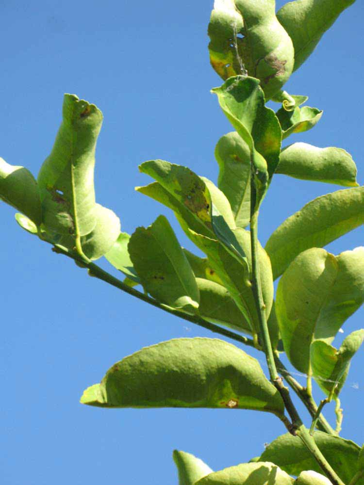              Sun leaves (Winter Haven, FL)       